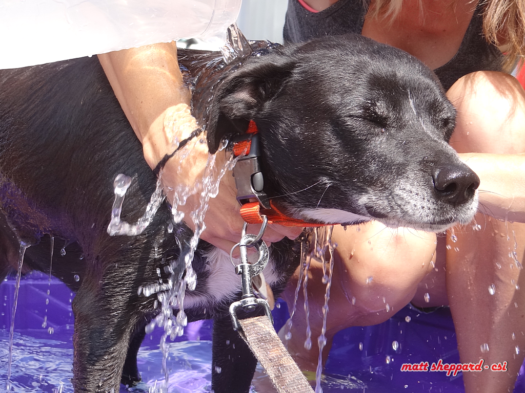 Prairie Paws Dog Wash - More Pixs by Matt at Facebook. Like & Share